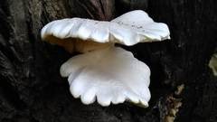 Agaricales