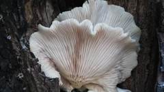 Agaricales