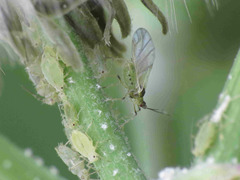 Hyperomyzus lactucae