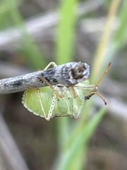 Euschistus conspersus