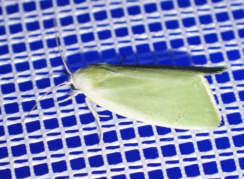 Cream-bordered Green Pea, Graafland, Groot-Ammers, South Holland, NL, photo 10 of 10
