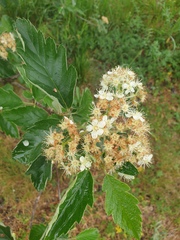 Scandosorbus intermedia
