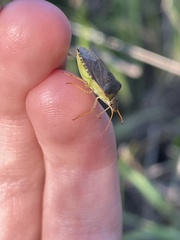 Euschistus conspersus