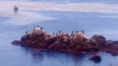 Urile penicillatus