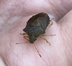 Euschistus conspersus