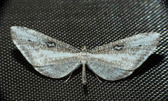 Macrosoma tipulata