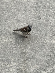 Passer domesticus
