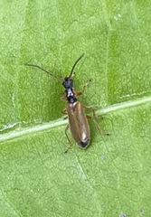 Rhagonycha testacea