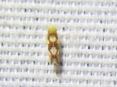 Erythroneura elegans