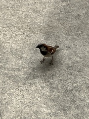 Passer domesticus