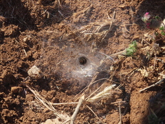 Tegenaria mediterranea