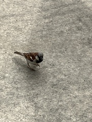 Passer domesticus
