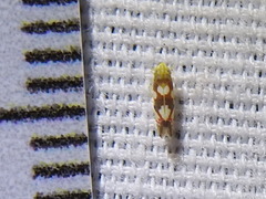 Erythroneura elegans