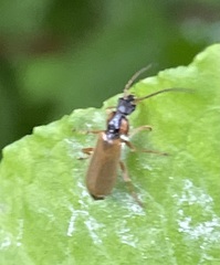 Rhagonycha testacea
