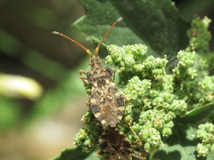 Centrocoris variegatus
