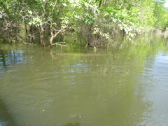 Atractosteus spatula