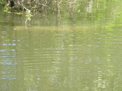 Atractosteus spatula