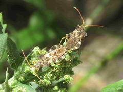 Centrocoris variegatus