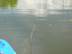 Atractosteus spatula