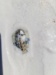 Acanthopleura granulata