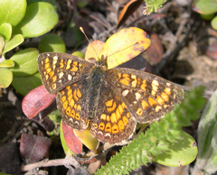 Phyciodes pulchella tutchone