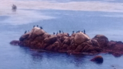 Urile penicillatus