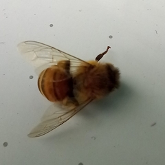 Apis mellifera