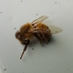 Apis mellifera