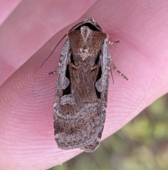Parabagrotis formalis