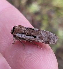 Parabagrotis formalis