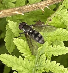 Portevinia maculata