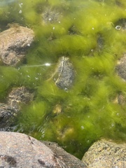 Cladophora glomerata