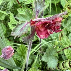 Geum