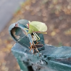 Chlorocoris distinctus