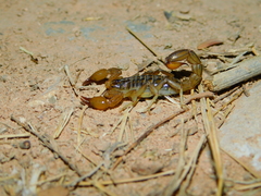 Mesomexovis oaxaca