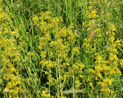 Galium verum