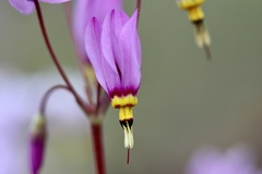 Primula pauciflora cusickii