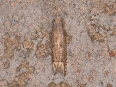 Epiblema minutana