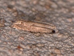 Epiblema minutana