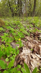 Anemonoides ranunculoides