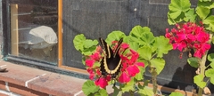 Papilio garamas garamas