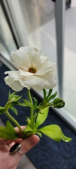 Ranunculus
