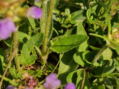 Prunella hastifolia