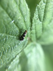Micropterix aureatella