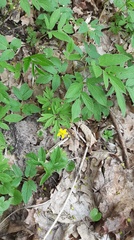 Anemonoides ranunculoides