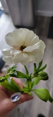 Ranunculus