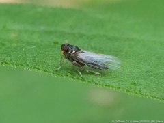 Pissonotus piceus