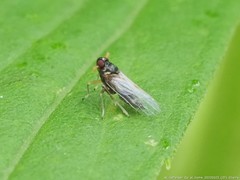 Pissonotus piceus