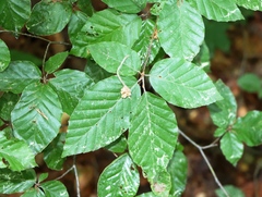 Fagus sylvatica