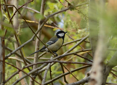 Parus major